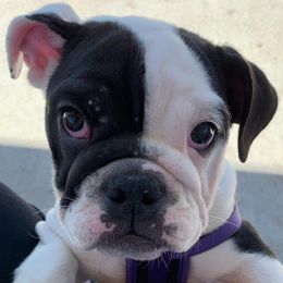 English Bulldog Puppies from TxBully Brigade