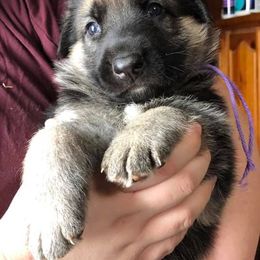 German Shepherd Puppies from Peakes Brook Shepherds