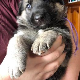 German Shepherd Puppies from Peakes Brook Shepherds