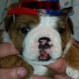 English Bulldog Puppies from OkBullieBabies