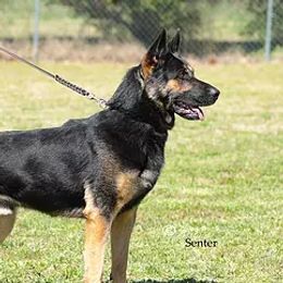 Hero - German Shepherd