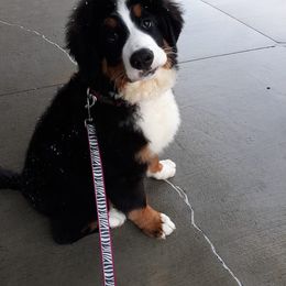 Bernese Mountain Dog Puppies from Pasch’s beautiful bernese