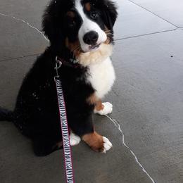 Bernese Mountain Dog Puppies from Pasch’s beautiful bernese