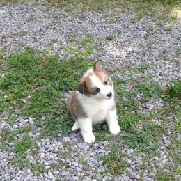 English Cocker Spaniel and Icelandic Sheepdog Puppies from Rocky Bottom