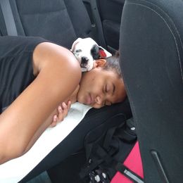 Boxer Puppies from Huntley Boxer Pieces