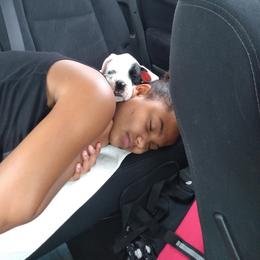 Boxer Puppies from Huntley Boxer Pieces