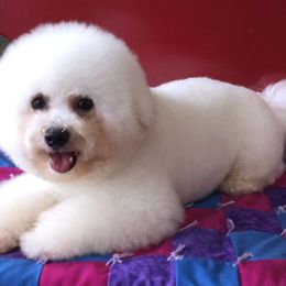 Bixby - Bichon Frise