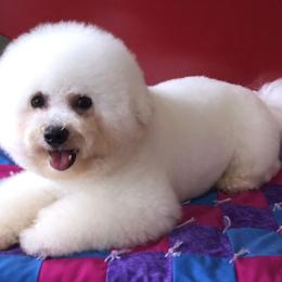 Bixby - Bichon Frise