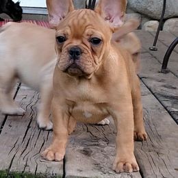 French Bulldog Puppies from Stonehill's French Bulldogs