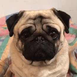 Champ - Pug