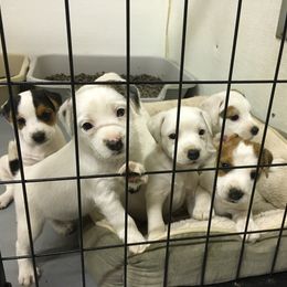 Jack Russell Terrier Puppies from Huckle Hill Jack Russell Terriers