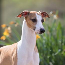 Flash - Italian Greyhound