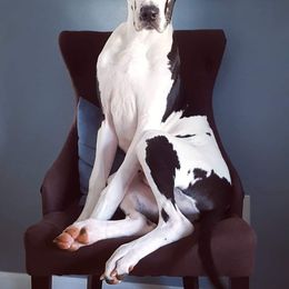 Great Dane Puppies from Dynamic Danes