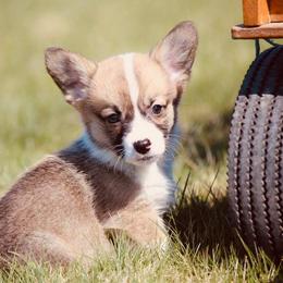 Pembroke Welsh Corgi Puppies from Edgewood Farm