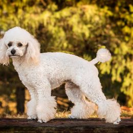 Goldendoodle All Grown Up from Ouachita Gold Diggers
