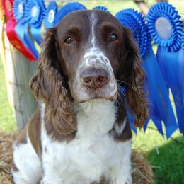 Brandy - English Springer Spaniel