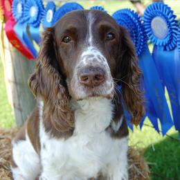 Brandy - English Springer Spaniel