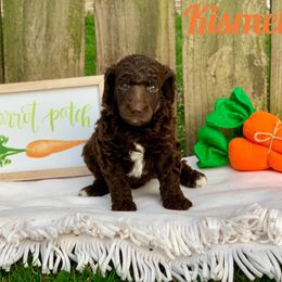Poodle Puppies from Cosmic Caliber Standard Poodles