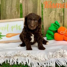 Poodle Puppies from Cosmic Caliber Standard Poodles