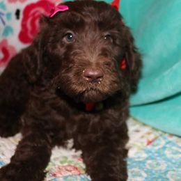 Labradoodle Puppies from Renee Cornish