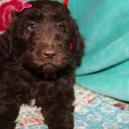 Labradoodle Puppies from Renee Cornish