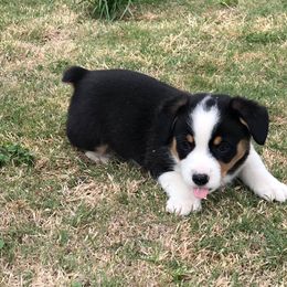  Puppies from Diamond G Corgis