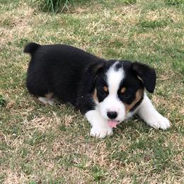  Puppies from Diamond G Corgis