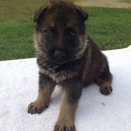 German Shepherd Puppies from Cross Keys K9 Working Line German Shepherds