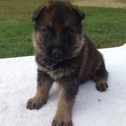 German Shepherd Puppies from Cross Keys K9 Working Line German Shepherds