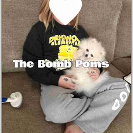 Pomeranian Puppies from The Bomb Poms