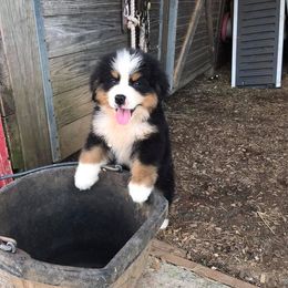  Puppies from Brooks Berner Bears