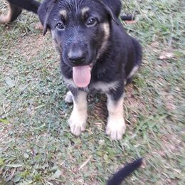 German Shepherd Puppies from Southern Legacy German Shepherds