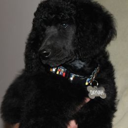 Standard Poodle Puppies from Azel Standard Poodles