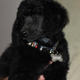 Standard Poodle Puppies from Azel Standard Poodles