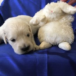 Golden Retriever Puppies from Benjamin Irving Goldens