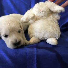 Golden Retriever Puppies from Benjamin Irving Goldens