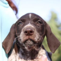 German Shorthaired Pointer and Weimaraner Puppies from Drehbar Weimaraners & GSP's