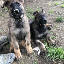 German Shepherd Puppies from Stacey’s German Shepherds