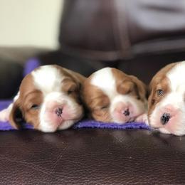 Summit Cavaliers breeder of Cavalier King Charles Spaniel