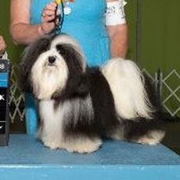 Havanese adult dog