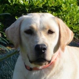 Labrador Retriever adult dog