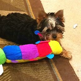 Yorkshire Terrier Puppies from Rosemark Kennel Yorkshire Terriers