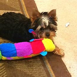 Yorkshire Terrier Puppies from Rosemark Kennel Yorkshire Terriers