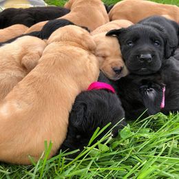 Rocky Ridge Labradors breeder of Labrador Retriever