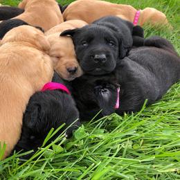 Rocky Ridge Labradors breeder of Labrador Retriever