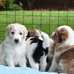 Border Collie and Bordoodle Puppies from Oregon Bordoodles