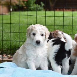 Border Collie and Bordoodle Puppies from Oregon Bordoodles