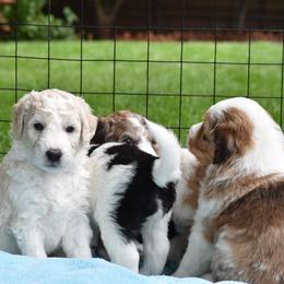 Border Collie and Bordoodle Puppies from Oregon Bordoodles