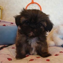 Shih Tzu Puppies from Zeebee Pups