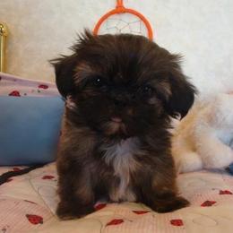 Shih Tzu Puppies from Zeebee Pups